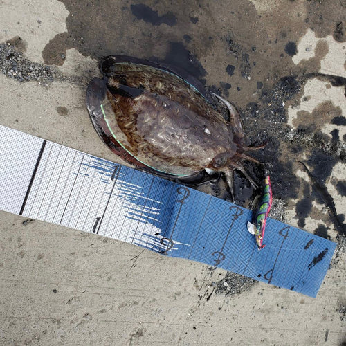 コウイカの釣果