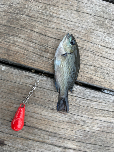 メジナの釣果