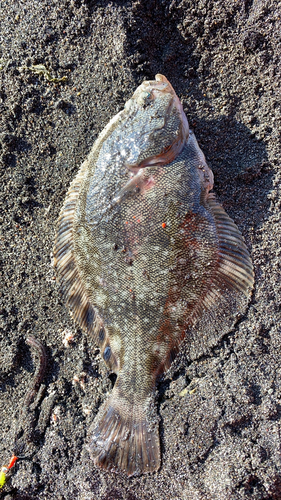 マツカワの釣果