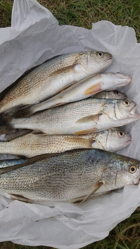 イシモチの釣果