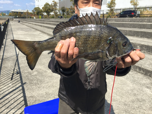 チヌの釣果