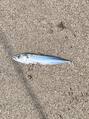 イワシの釣果