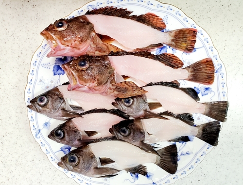 カサゴの釣果