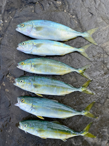 ワカシの釣果