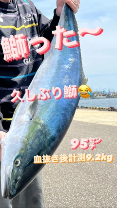 ブリの釣果