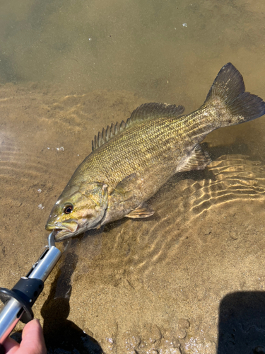 スモールマウスバスの釣果