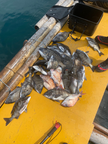 チヌの釣果