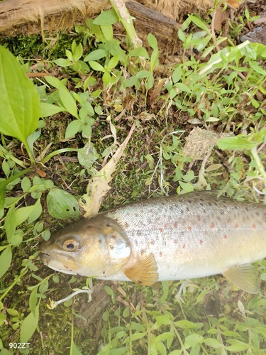 ブラウントラウトの釣果