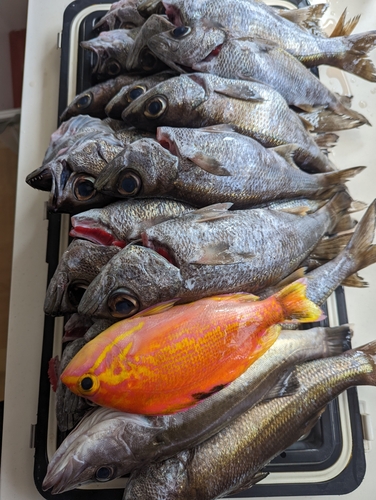 クロムツの釣果