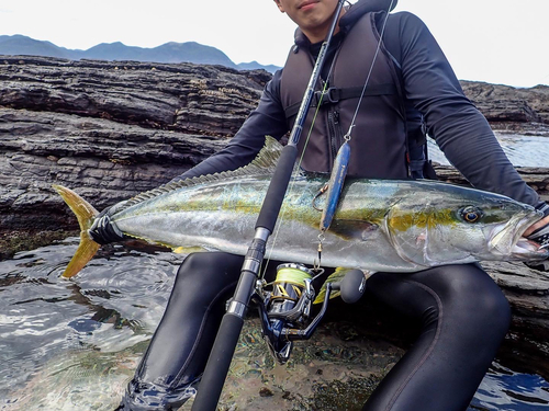 ヒラマサの釣果