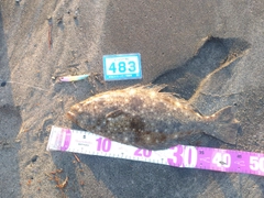 ヒラメの釣果