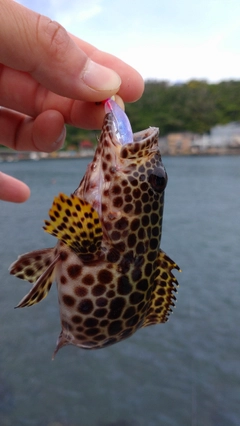 カンモンハタの釣果