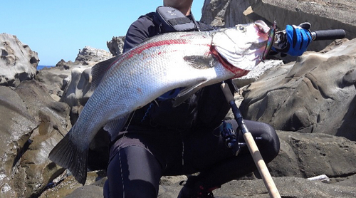 ヒラスズキの釣果