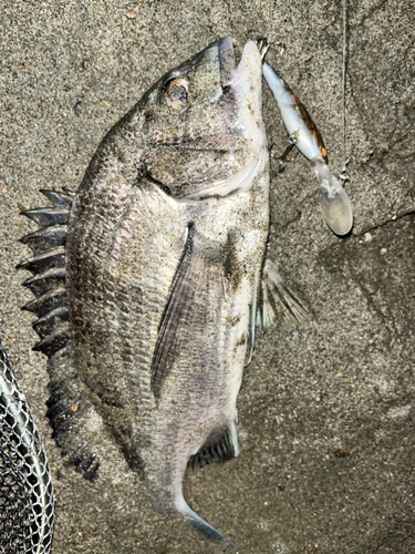 チヌの釣果