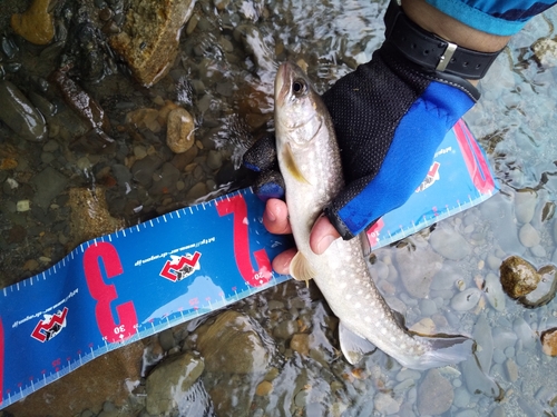 イワナの釣果