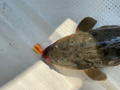 マゴチの釣果