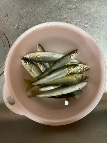 アユの釣果