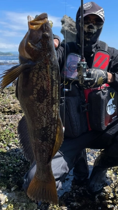 アイナメの釣果