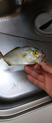 ショゴの釣果