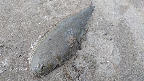 シタビラメの釣果