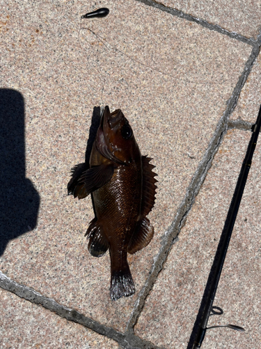 エゾメバルの釣果