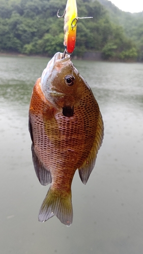 ブルーギルの釣果