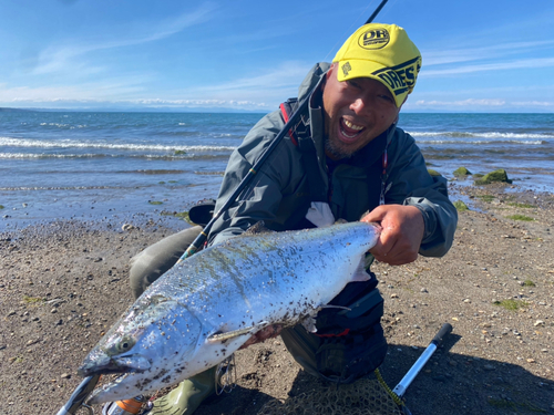 サクラマスの釣果