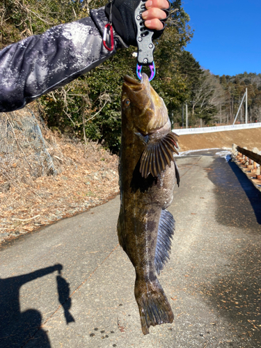 アイナメの釣果