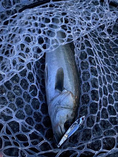 フッコ（マルスズキ）の釣果