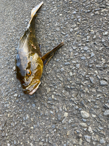 アイナメの釣果