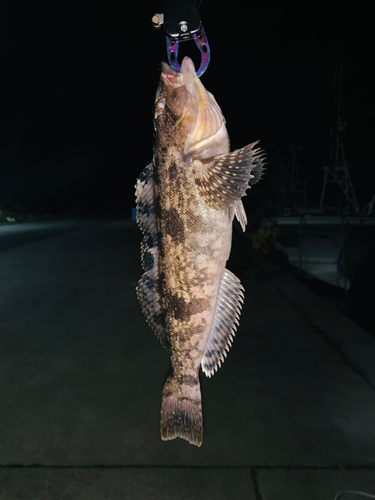 アイナメの釣果