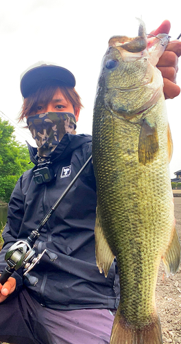 ブラックバスの釣果