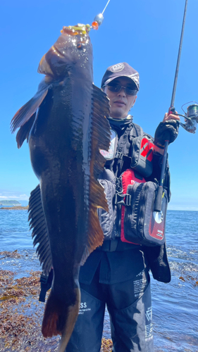 アイナメの釣果