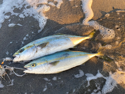 ワラサの釣果