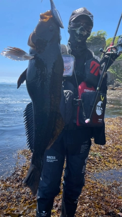 アイナメの釣果