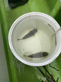 ショウサイフグの釣果
