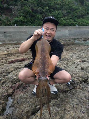 アオリイカの釣果