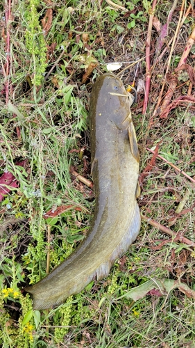 マナマズの釣果