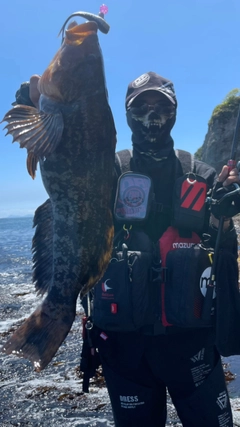 アイナメの釣果