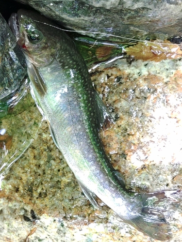 イワナの釣果