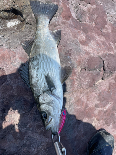 ヒラスズキの釣果