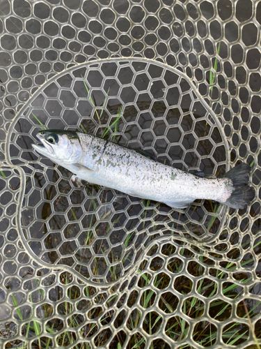 レインボートラウトの釣果