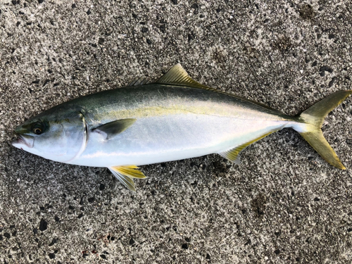 ブリの釣果