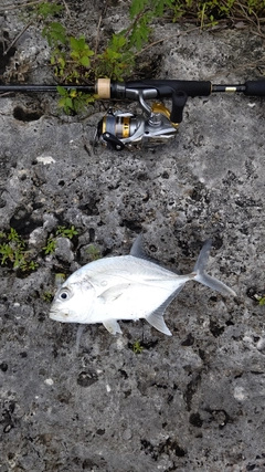 メッキの釣果