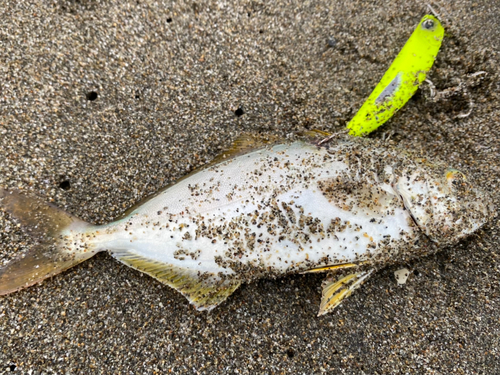 ショゴの釣果