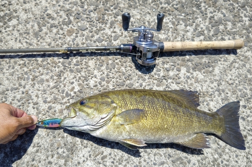 スモールマウスバスの釣果