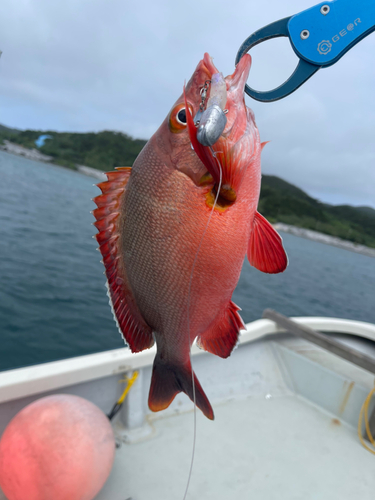 ヒメフエダイの釣果