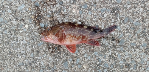 カサゴの釣果