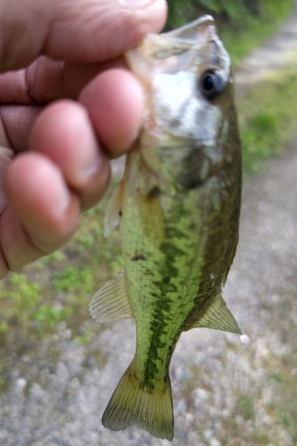 ラージマウスバスの釣果