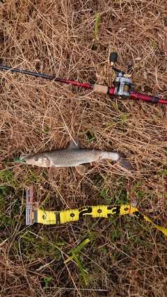 ニゴイの釣果